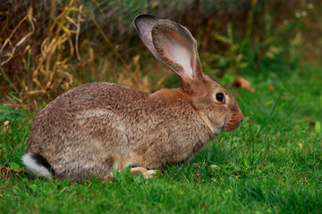 the gray rabbit