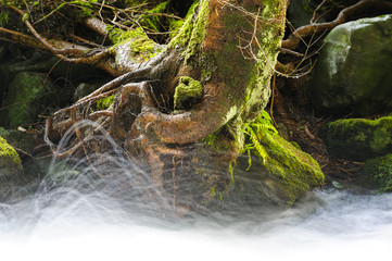 Ruscello nel bosco