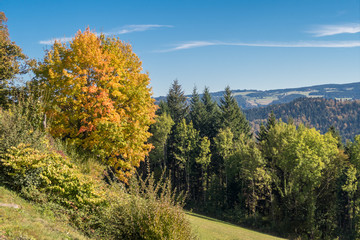 Black Forest Panorama