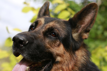 The muzzle and nose of the dog of breed a German shepherd