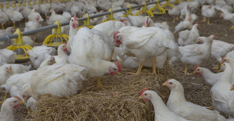 Poultry, chickenstable 