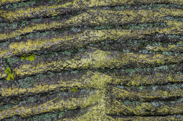 old spotty stained concrete wall texture background. green, yellow color. covered with moss