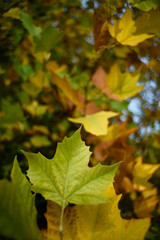 Colorful leaves in autumn forest.  Riopar,Spain
