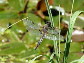 Dragonfly
