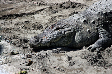 Crocodile. Full frame crocodile head in the zoo.