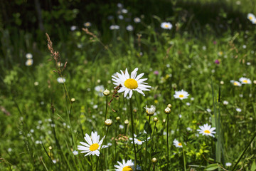 daisy, wildflowers