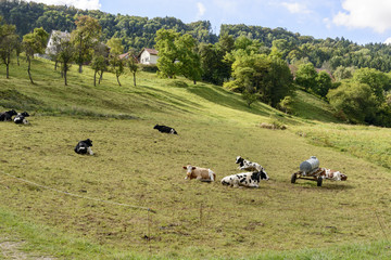 cows rest in countryside, Germany