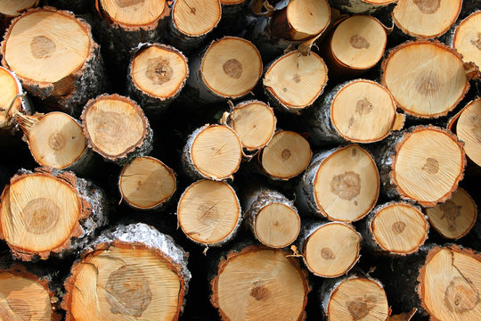 Birch firewood in nature