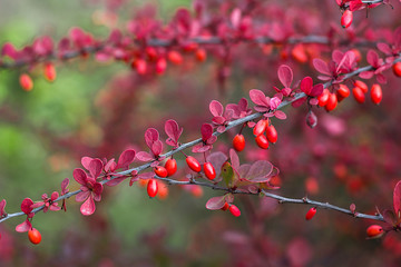 Barberry (Berberis vulgaris) branch fresh ripe berries natural green background Berberis thunbergii (Latin Berberis Coronita) Barberry berries fruits bush colorful floral autumn season shallow focus 