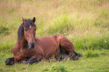 Beautiful horse is laying on the meadow