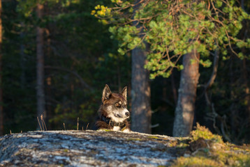 Beautiful dog is laying on the stone in the sunset light