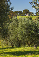 Italy landscape: Apulia countryside. Valle d'Itria, territory of Cisternino. Hills with olive trees...
