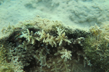 Invertebrati sottomarini con cuccioli