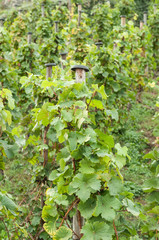 Fototapeta na wymiar Weinberg mit vielen Weinstöcken 
