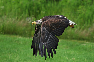 Bald Eagle in flight against a green background
