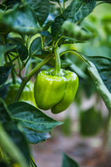 green pepper growing in the garden.