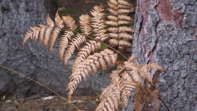 Herbstlich braun gef&auml;rbtes Farn bewegt sich leicht im Wind