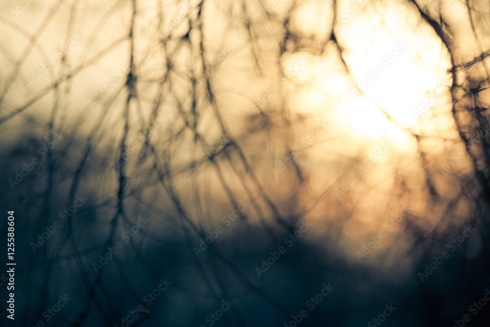 Canvas Prints abstract background branches defocused