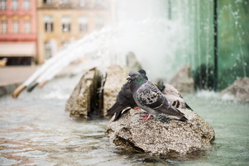 pigeons on a fountain on market square in Wroclaw city, Poland, Europe