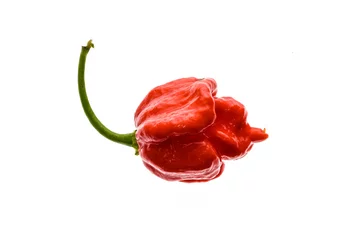 Fotobehang Chili Pepers Fresh ripe Trinidad Scorpion Moruga hot chili pepper.  © _jure