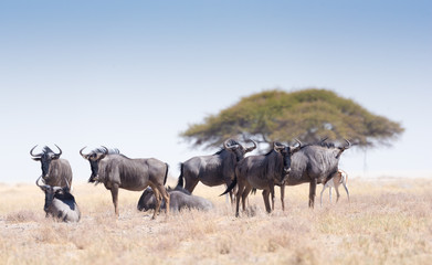Gruppe von Gnus in der Savanne des Etosha National Park, Namibia