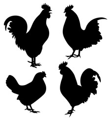 Set of vector cock and chicken silhouette