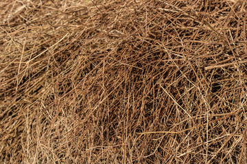 dry grass in the garden