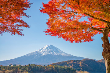 Mount Fuji with beautiful color red maple ( Momiji) at lake Kawaguchiko, Japan.