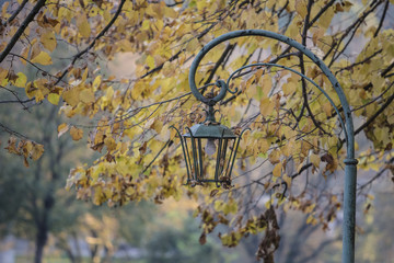 tree in autumn and old lamp and colorful leaves