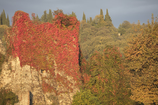 old castle covered of foliage in autumn