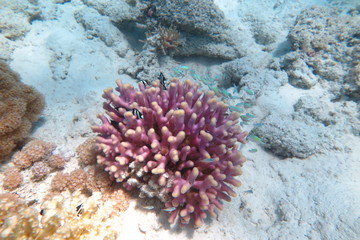 Snorkeling in Hurgada © androse