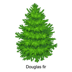 Christmas vector tree like douglas fir for New year celebration without holiday decoration, evergreen xmas plants - obrazy, fototapety, plakaty