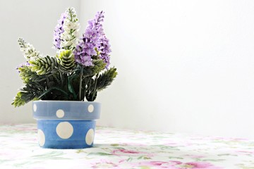 White and purple flower in polka dot blue pot