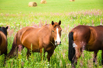 Horses on a green field in a summer day