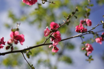 Pink tree in the garden