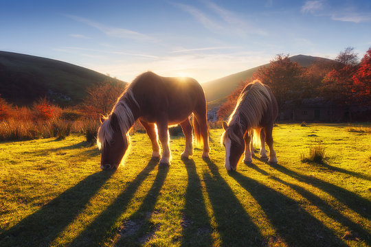 horses in the mountain