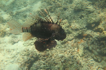 Snorkeling in Hurgada