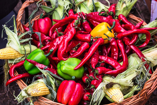 Chili pepper. Colorful mix of freshest and hottest chili peppers. Red Hot Chili Peppers in wooden basket with corn green and yellow peppers. Fresh vegetables. Healthy food. Mixed vegetables background