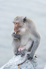 Monkey sitting on the rock watching sea