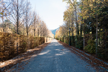 Pathway in autumn