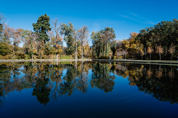 Fototapeta premium Tree reflections on pond a blue sky day