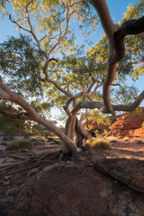 Fototapeta na wymiar Eucalyptus tree in Australia