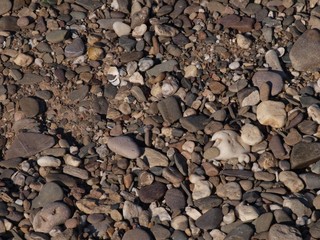 Steine und Muscheln