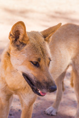 Dingo in the wild in outback Australia, close up