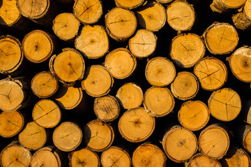 Eucalyptus logs