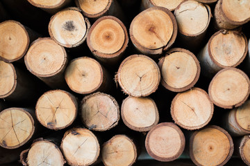 Eucalyptus logs