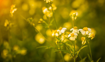 Grass flowers wayside, white flower