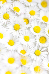 Fototapeta premium Daisies background