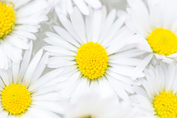 Obraz premium Daisies background