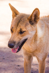Dingo in the wild in outback Australia, close up
